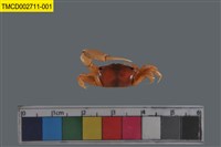 藏品(乳白南方招潮蟹)的圖片